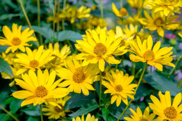 A yellow daisy blooms in the country garden 