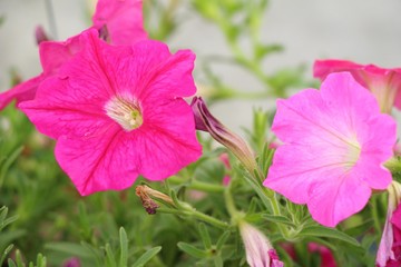 Pink flower is beauty in the garden