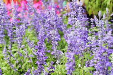 Naklejka premium Purple salvia flowers at beautiful in garden