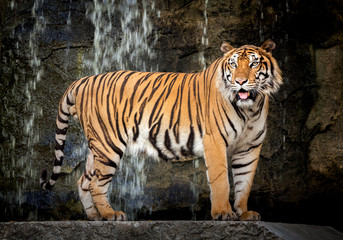 Fototapeta na wymiar Tiger standing the waterfall background. 