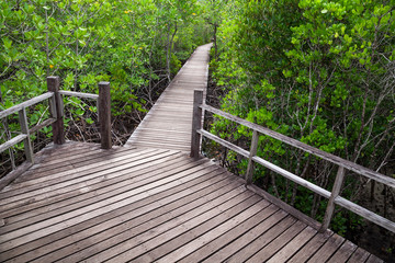 Wood bridge in mangrove forest.