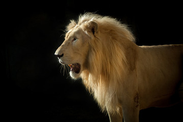 Obraz premium Lion face on black background. 