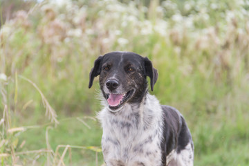 border collie dog working in the field