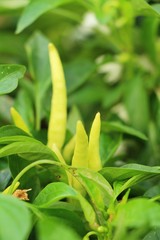 Fresh chilli on tree in the garden