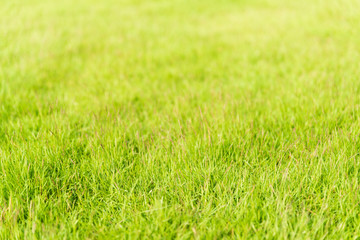 Green grass texture background for spring or summer and World Earth Day concept.
