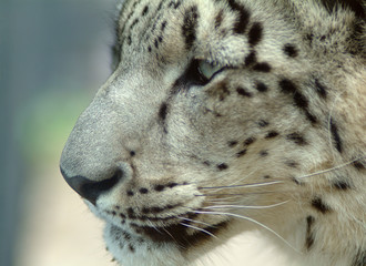 Captive white leopard portrait at local zoo