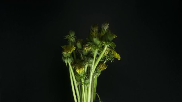 Dandelions blooming and  growth.