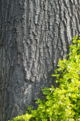 Old Tree Bark with Green Plant