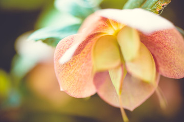 macro abstract floral background