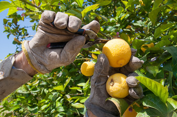 Hand of a farmer picking a lemon during harvest time