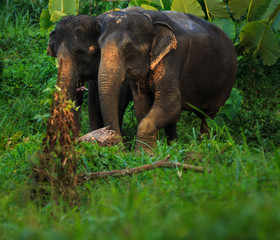 Fototapeta na wymiar Indian or asian elephant in thailand