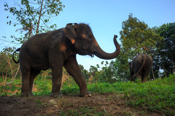 Indian or asian elephant in thailand