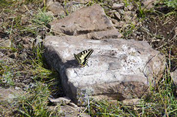 Yellow-black butterfly sitting on a rock