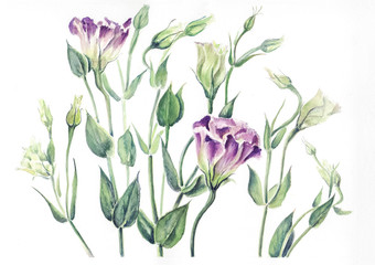 Fototapeta na wymiar Herbarium of Eustoma watercolor