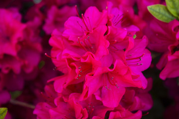 macro fiore rosa