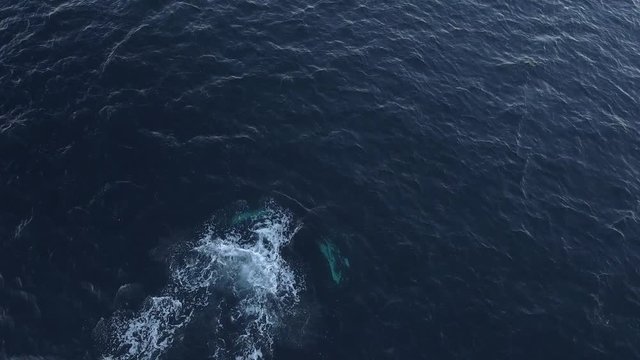 Aerial view of a humpback whale going for a dive n northern Norway waters, top down shot