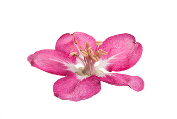 pink flowers of apple-tree isolated