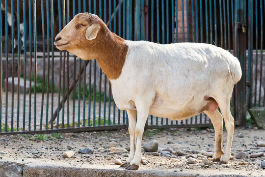 goat in zoo