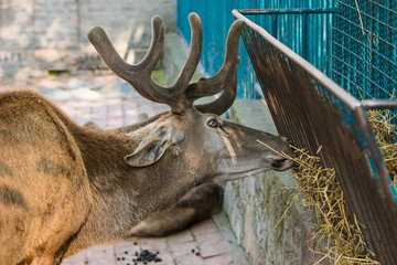Naklejka premium deer in captivity