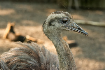 Naklejka premium Closeup of Common ostrich