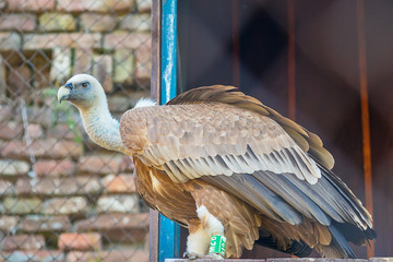 Naklejka premium Griffon vulture in captivity