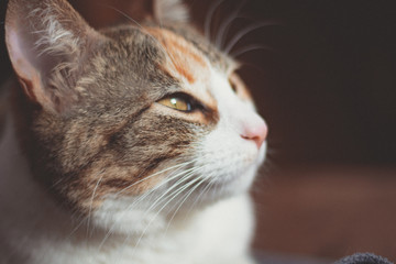 cat look