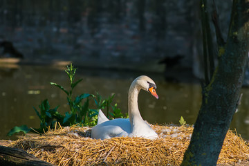 Naklejka premium Swan On Nest