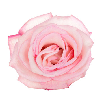 Pink blooming rose isolated on white background