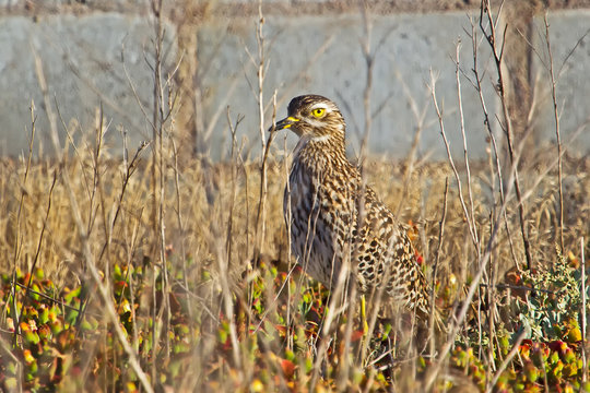 Adult spotted thick-knee bird