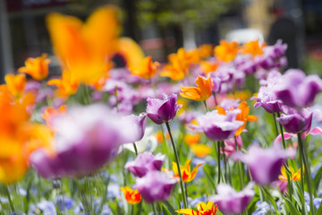 colorful spring flowers