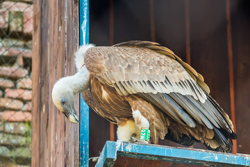 Naklejka premium Griffon vulture in captivity