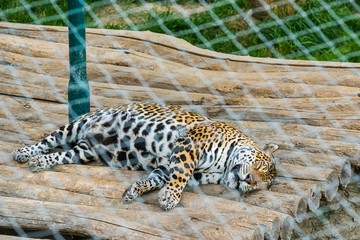Naklejka premium Jaguar in captivity