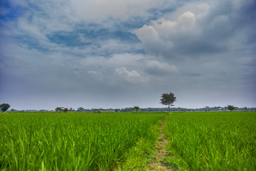 A field with fresh crops during the monsoon season