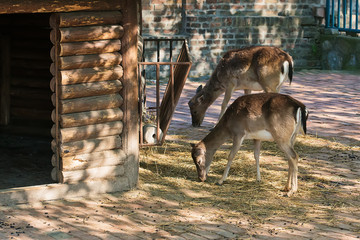 Naklejka premium Baby Musk Deer