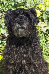 black schnauzer dog in the field of daisies