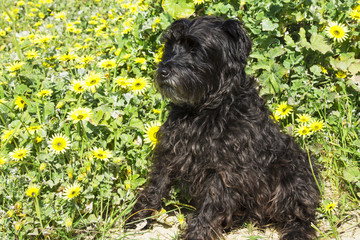 black schnauzer dog in the field of daisies