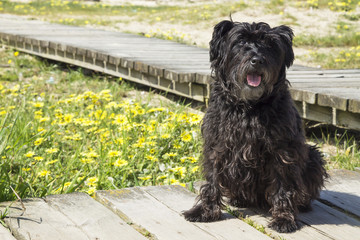 black schnauzer dog on wooden bridge