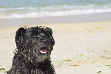 black schnauzer dog on the beach