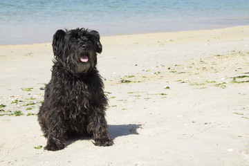 black schnauzer dog on the beach