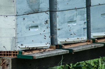closeup of blue wooden beehives with bees