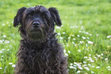 black schnauzer dog in the field of daisies