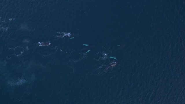 Aerial view of a pod of humpback whales hunting herring in northern Norway waters, top down shot