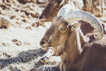 Mouflon à manchettes