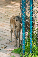 Naklejka premium Baby Musk Deer