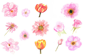 Set of blossom flower on white background, watercolor illustrator