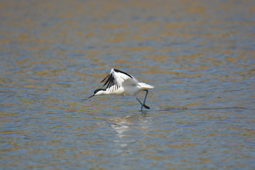 avocet