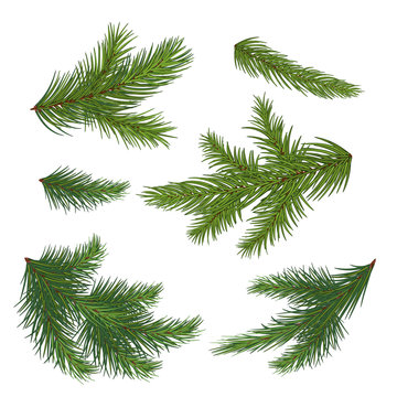 Set of spruce branch isolated on white background. Realistic Christmas tree. Vector illustration. Eps 10.