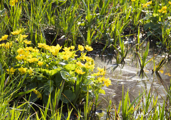 Podmokłe olsy usłane kwitnącymi kaczeńcami tworzą nastrojoe miejsca © JDziedzic