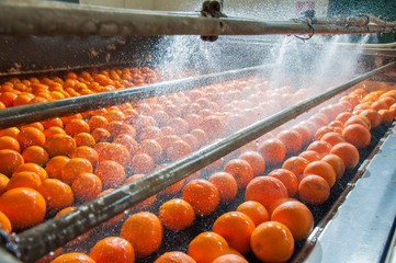 The process of washing and cleaning of citrus fruits in a modern production line - 202595527