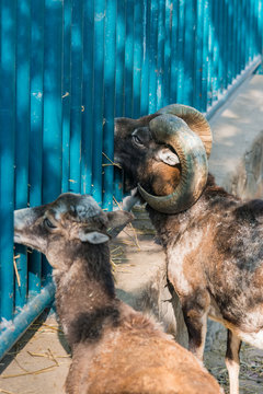 goats in zoo